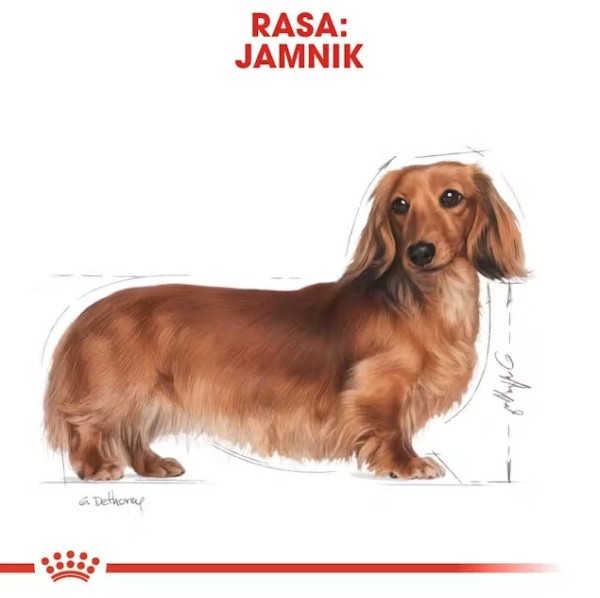Royal Canin Dachshund Adult - Суха храна за дакели в зряла възраст над 10 месеца